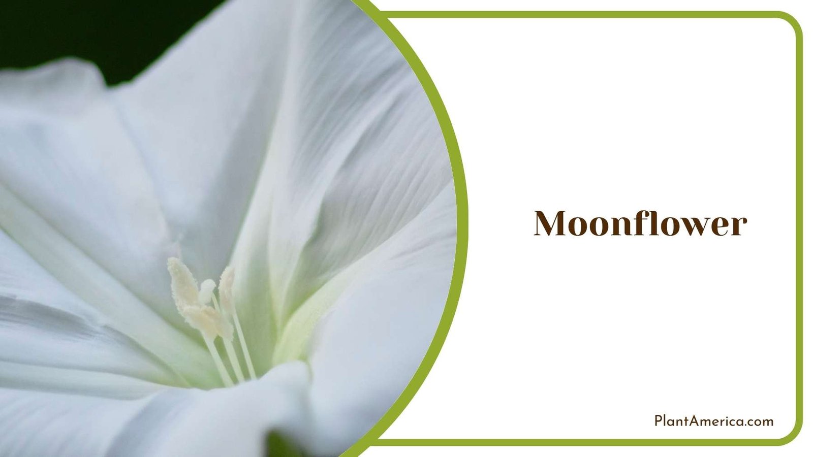 Close Shot On Moonflower Plant America Close Shot On Moonflower Plant America