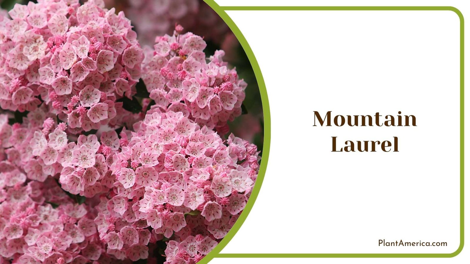 Close Shot On Mountain Laurel Plant America