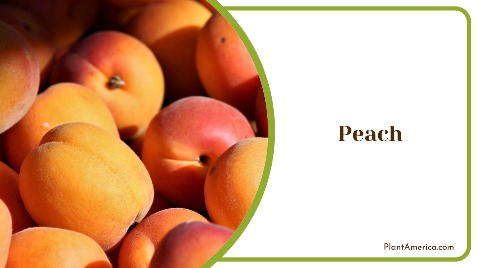 Close Shot On Peach Plant America