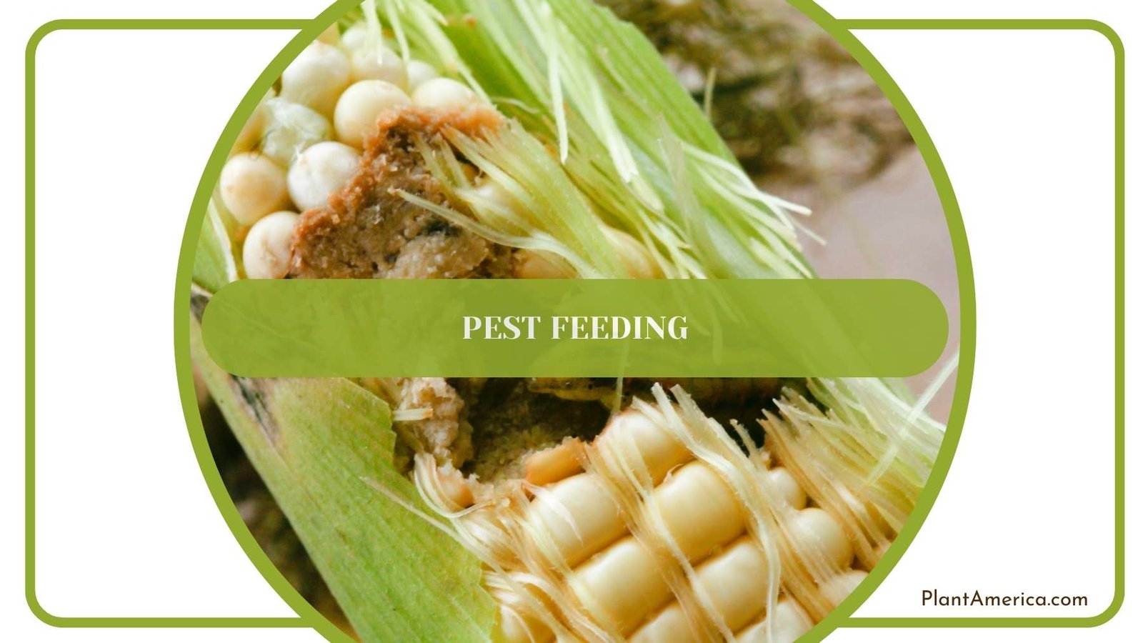 Close Shot On Pest Feeding Plant America