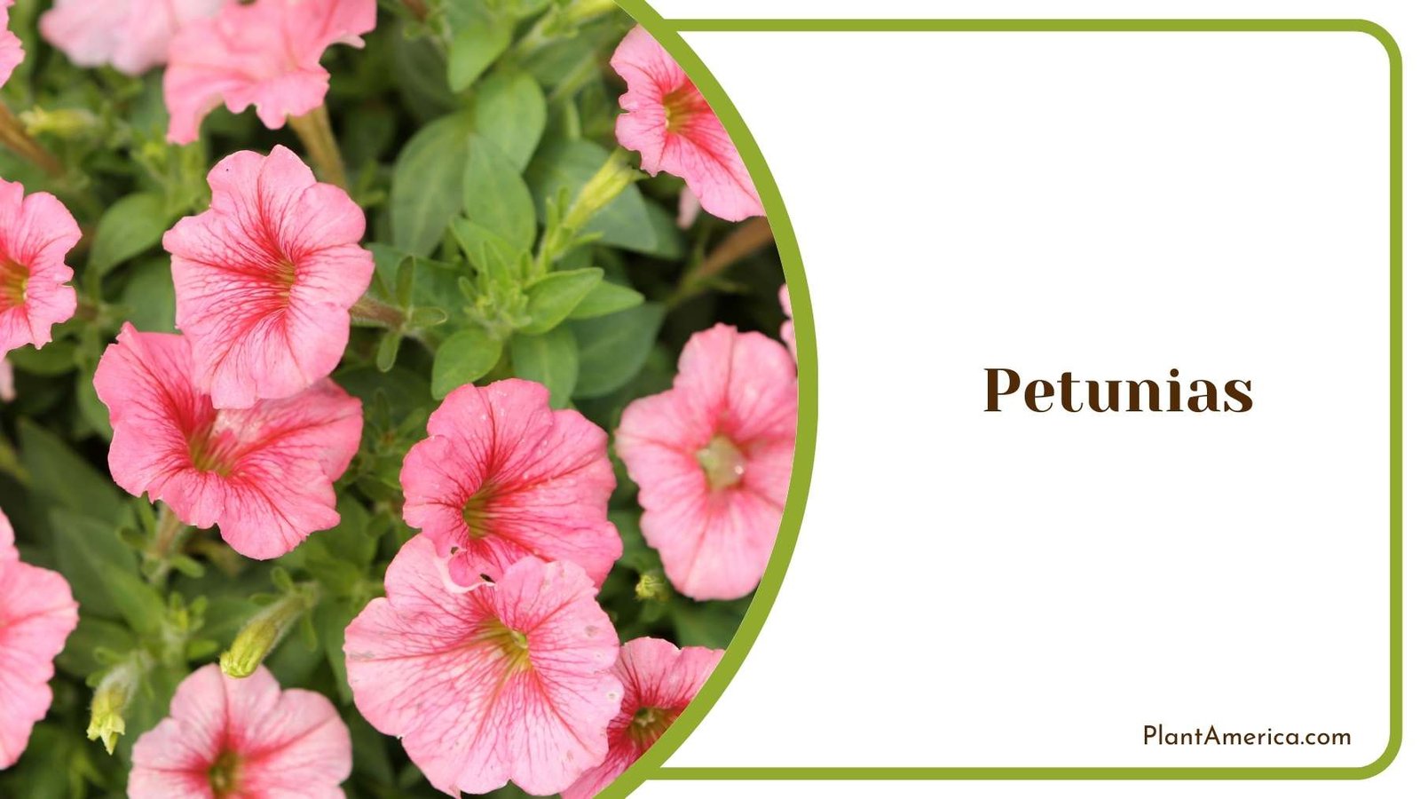 Close Shot On Petunias Flower Plant America