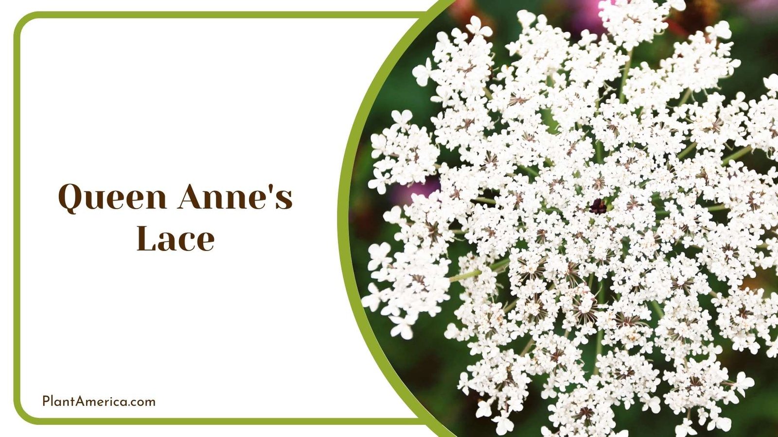 Close Shot On Queen Anne s Lace Plant America Close Shot On Queen Anne s Lace Plant America