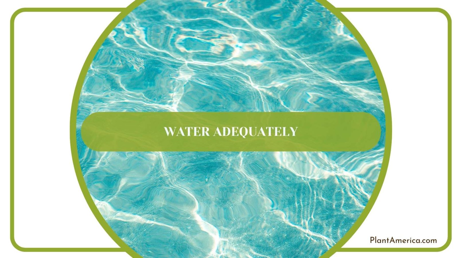 Close Shot On Water Plant America