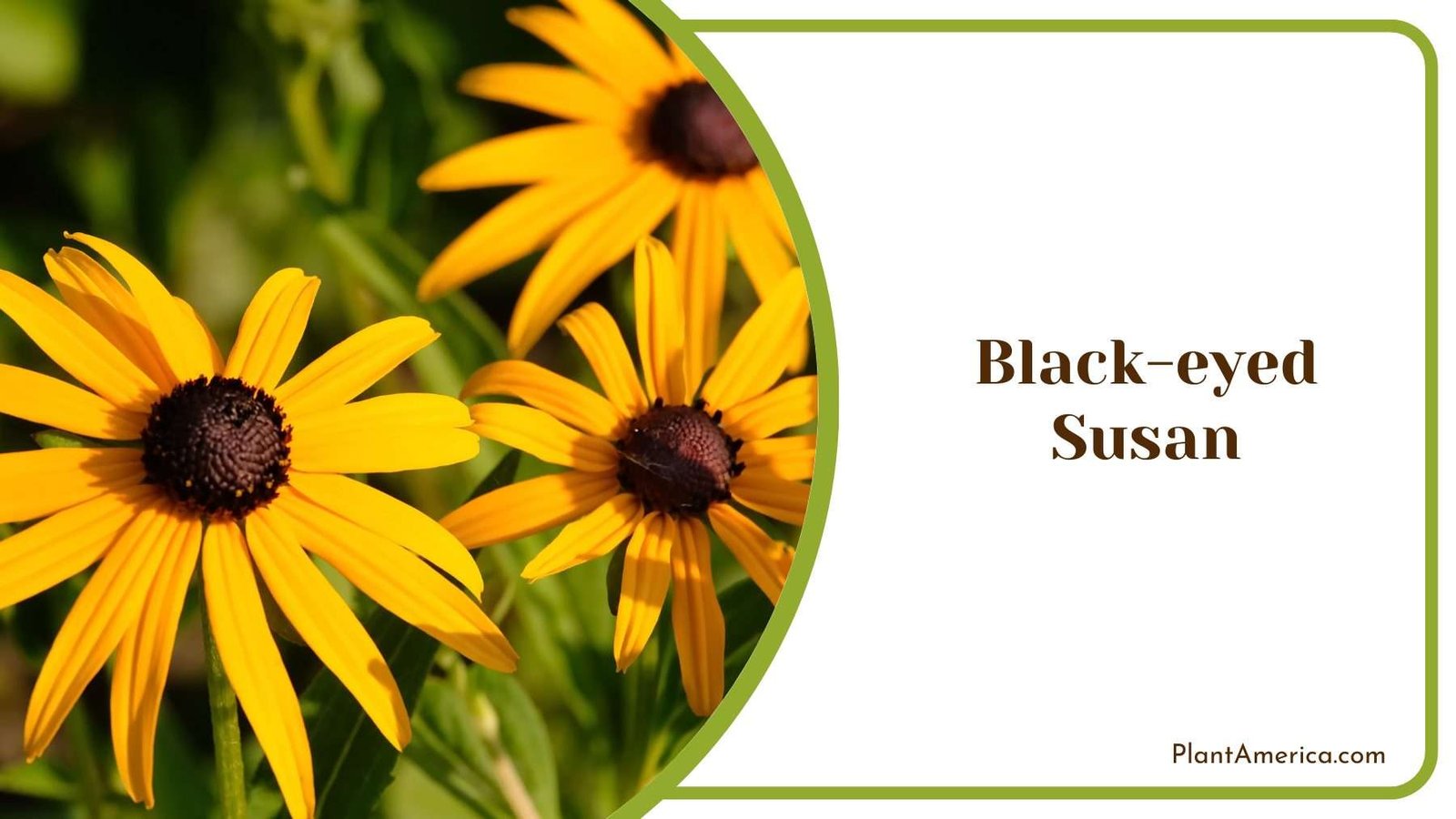 Close Shot On Yellow Beautiful Black eyed Susan Plant America Close Shot On Yellow Beautiful Black eyed Susan Plant America
