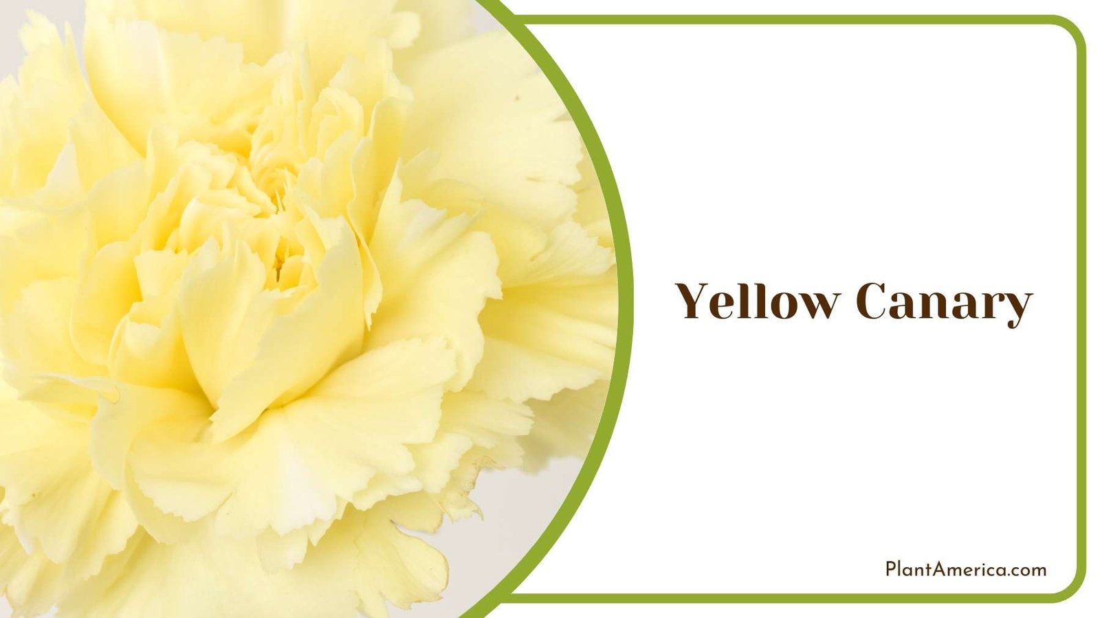Close Shot On Yellow Canary Carnation Plant America