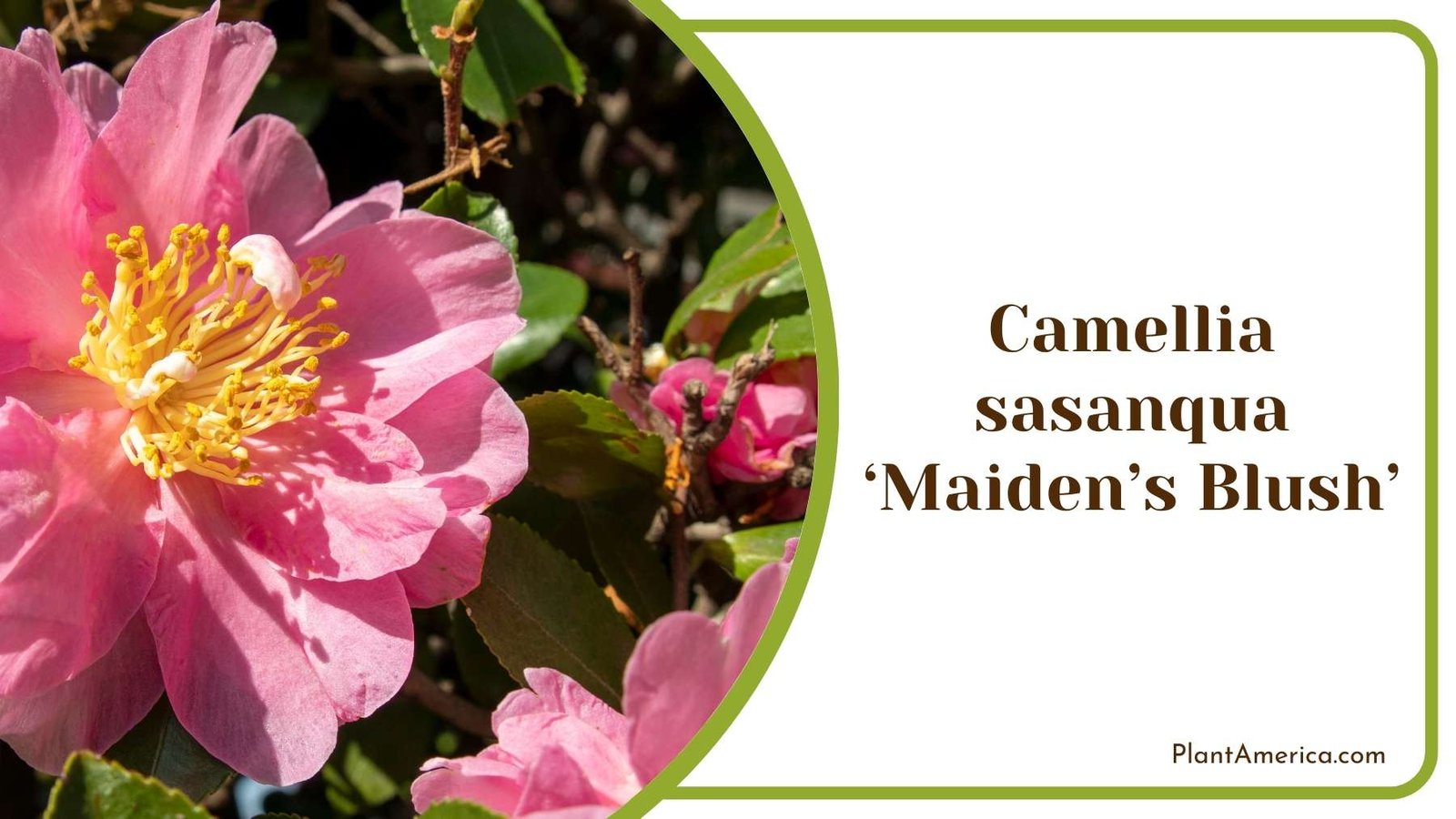 Close Up Of Camellia sasanqua ‘Maidens Blush Plant America