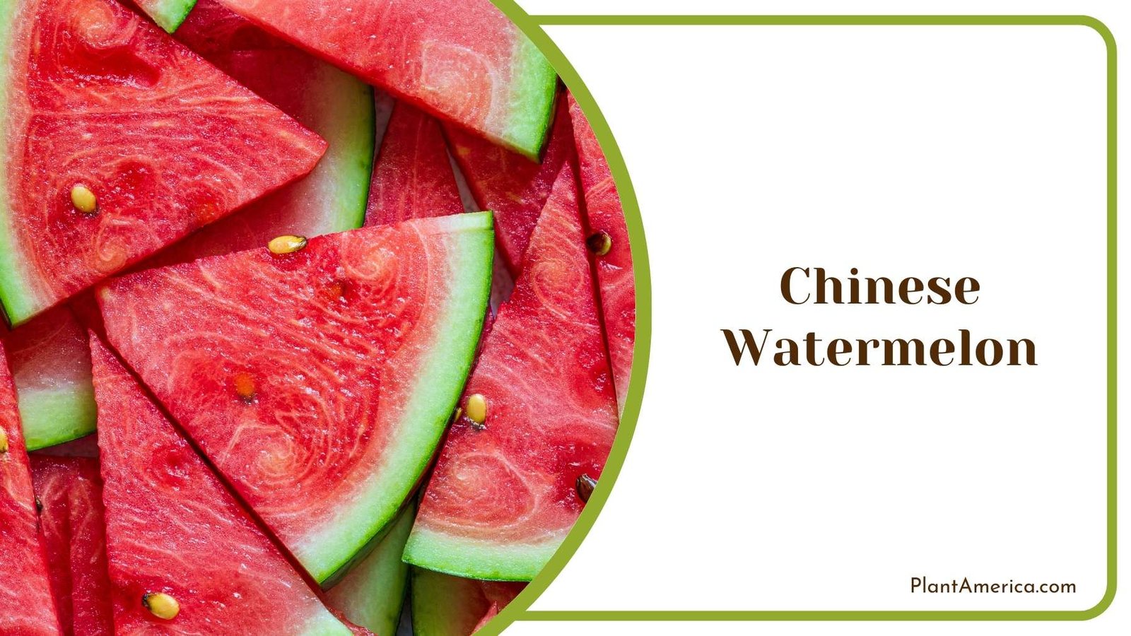 Close Up Of Chinese Watermelon Plant America