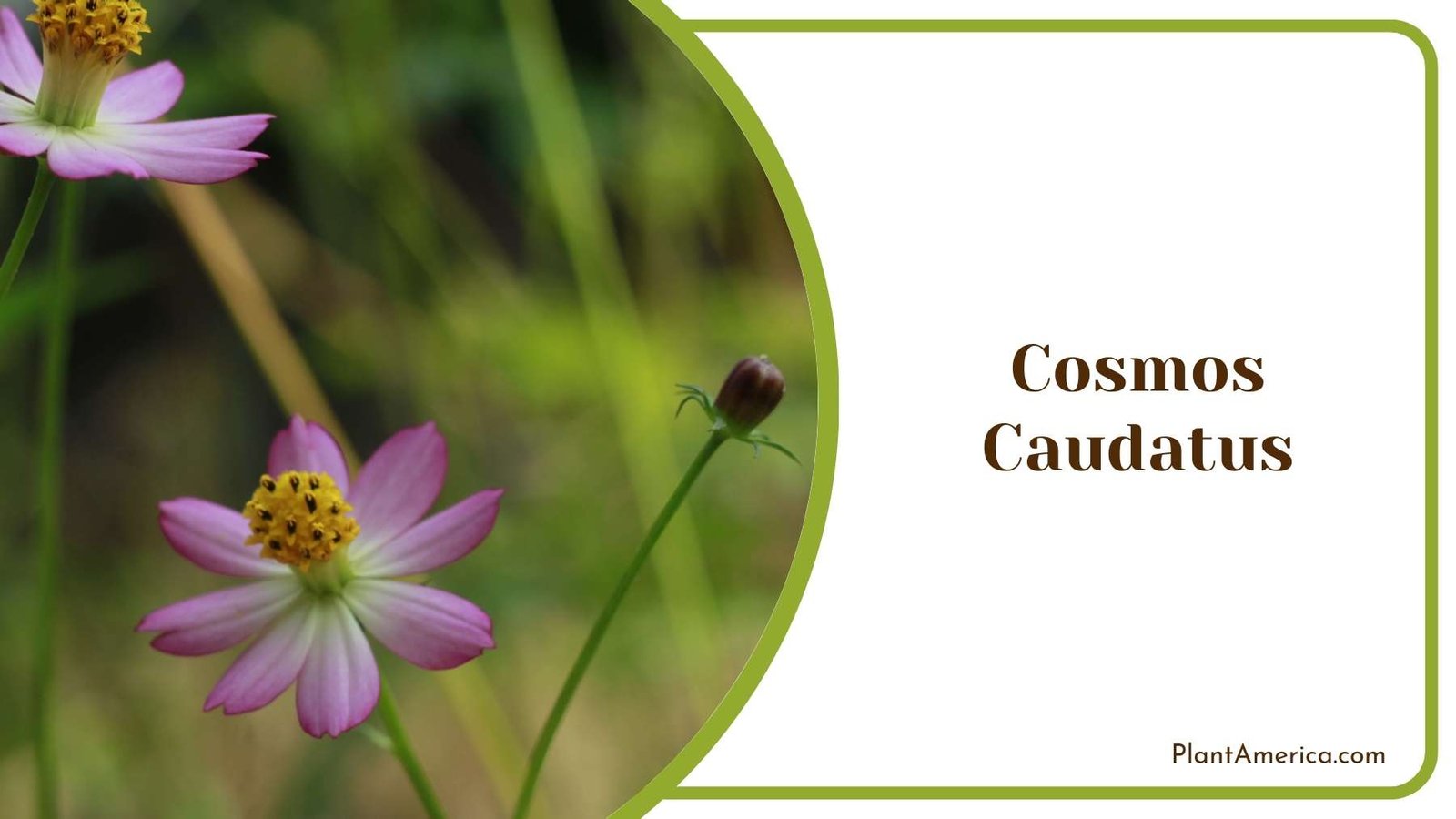 Close Up Of Cosmos Caudatus Plant America Close Up Of Cosmos Caudatus Plant America
