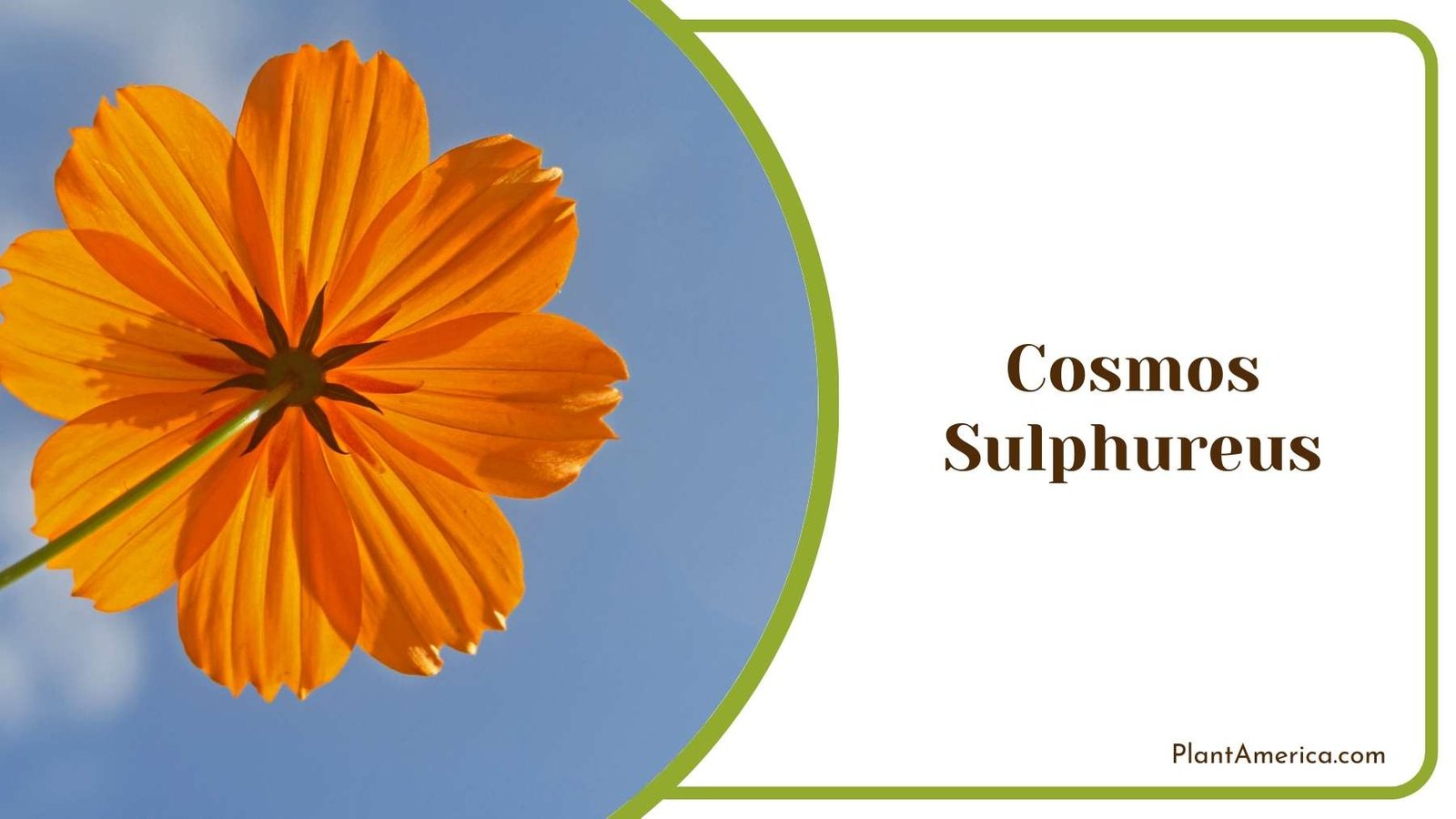Close Up Of Cosmos Sulphureus Plant America