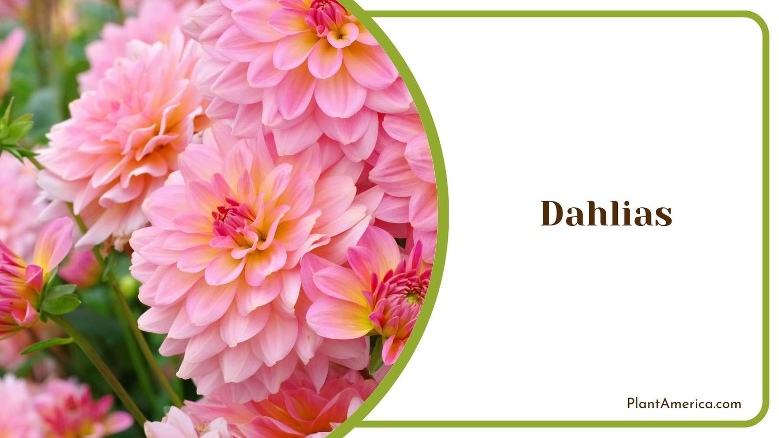 Close Up Of Dahlias Plant America