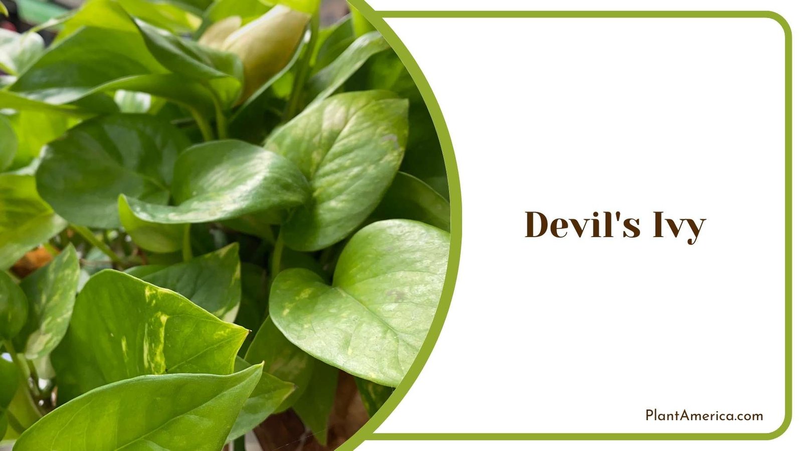 Close Up Of Devil s Ivy Plant America Close Up Of Devil s Ivy Plant America