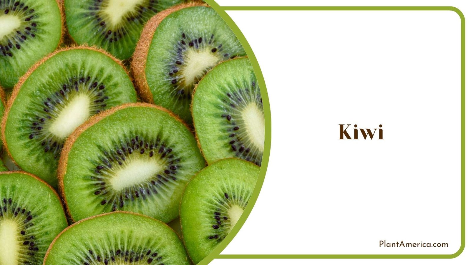 Close Up Of Kiwi Plant America