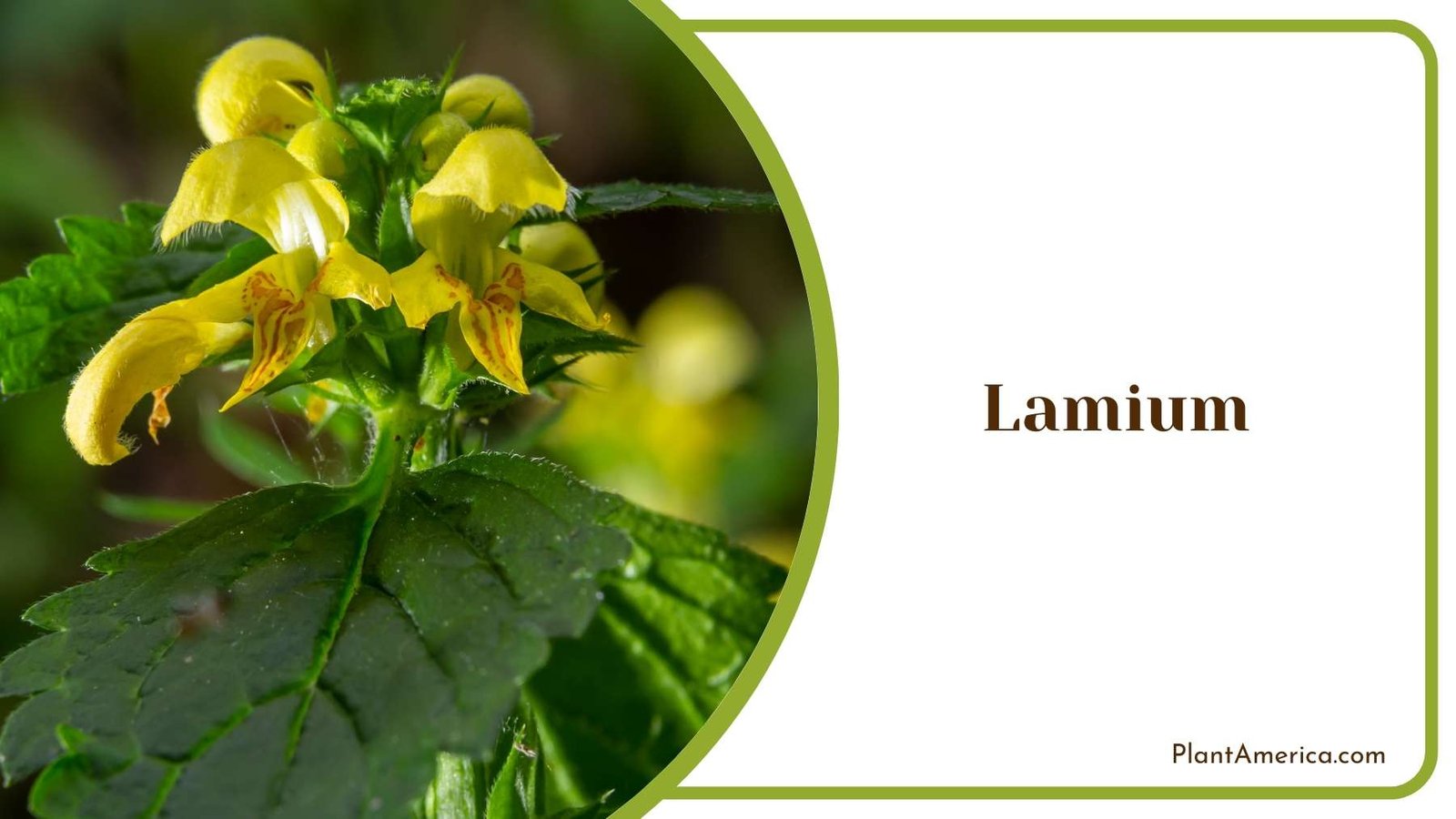 Close Up Of Lamium Plant America