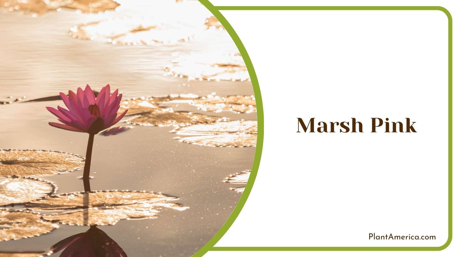 Close Up Of Marsh Pink Plant America