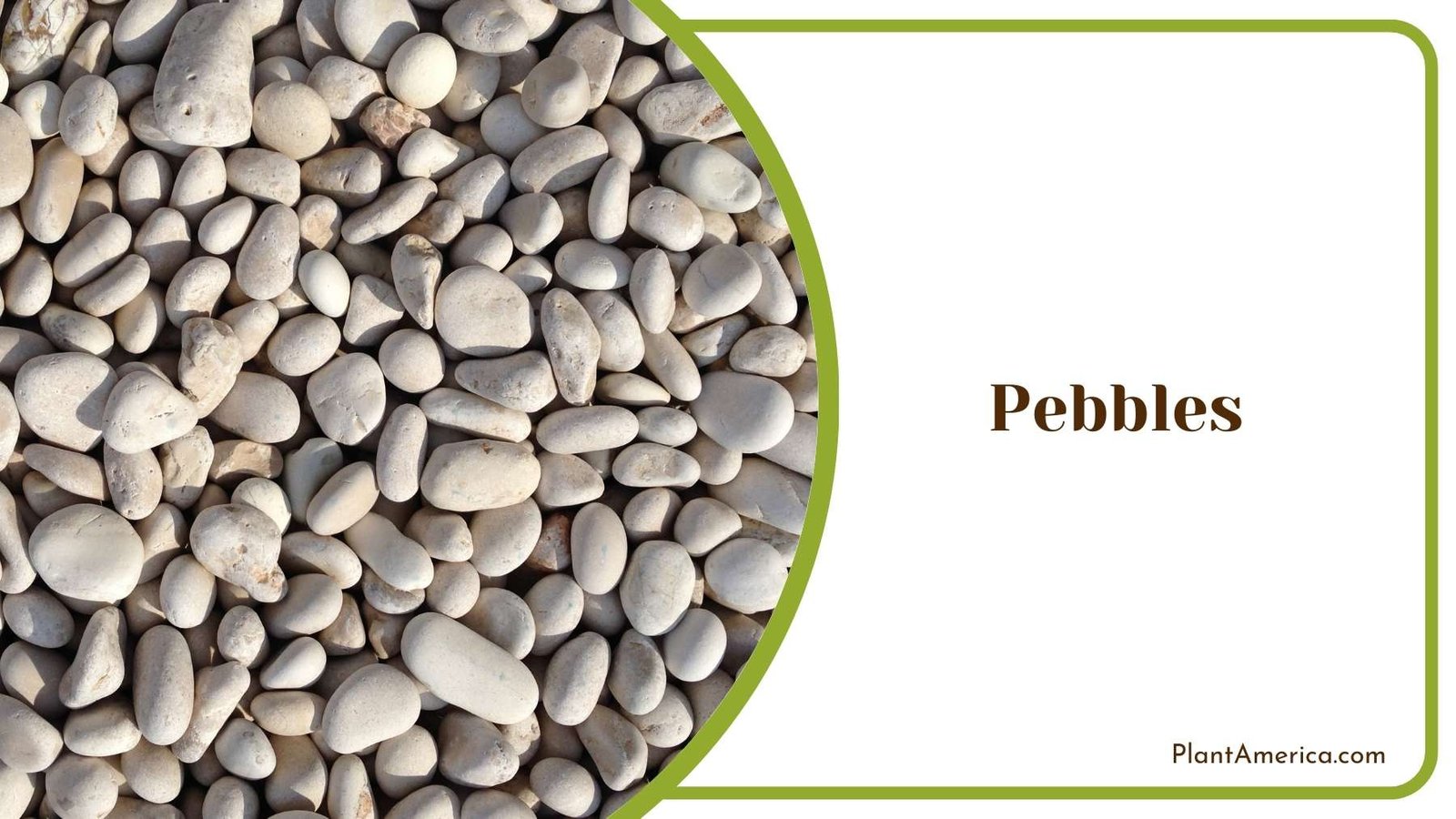 Close Up Of Pebbles Plant America Close Up Of Pebbles Plant America