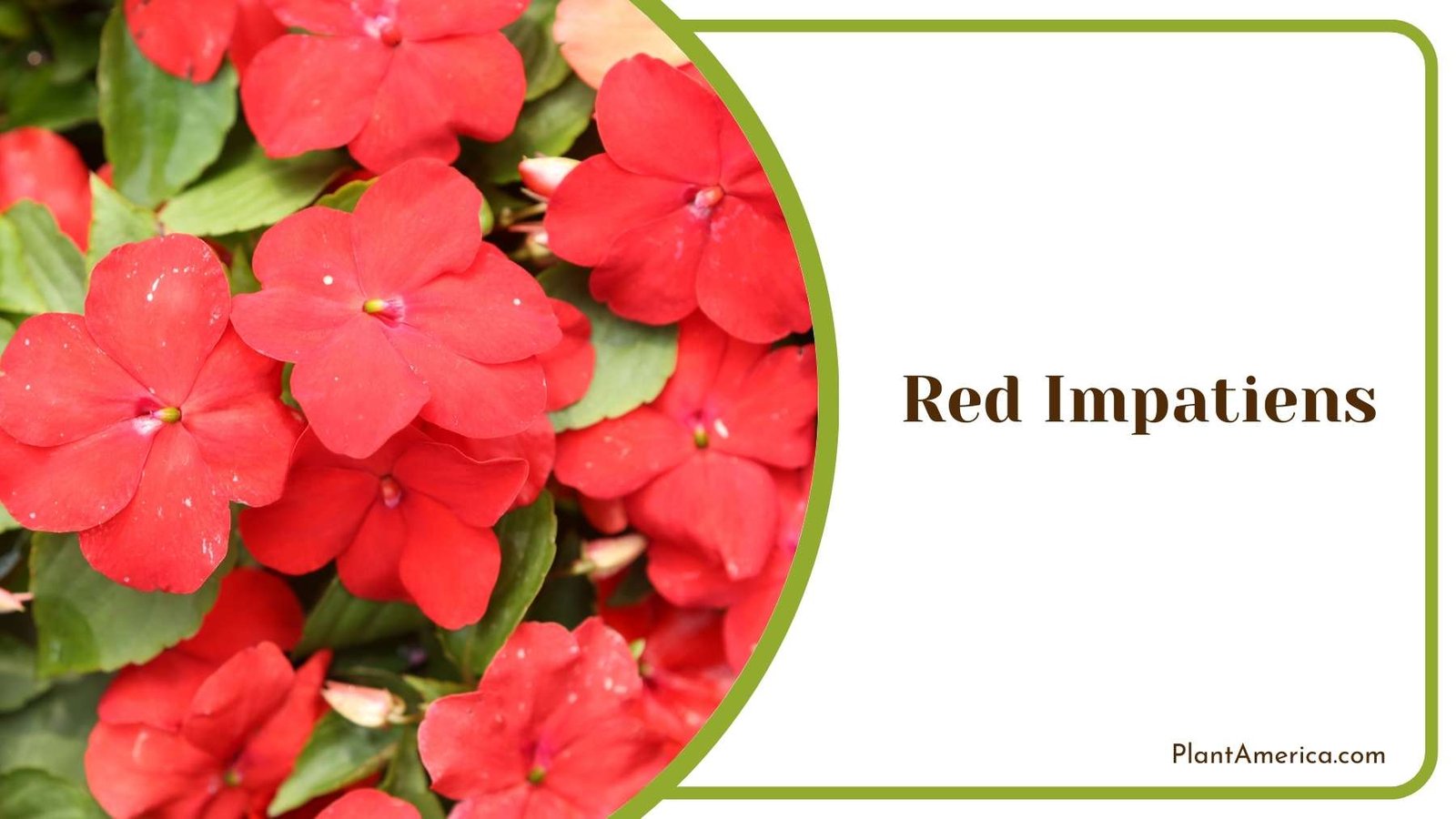 Close Up Of Red Impatiens Plant America