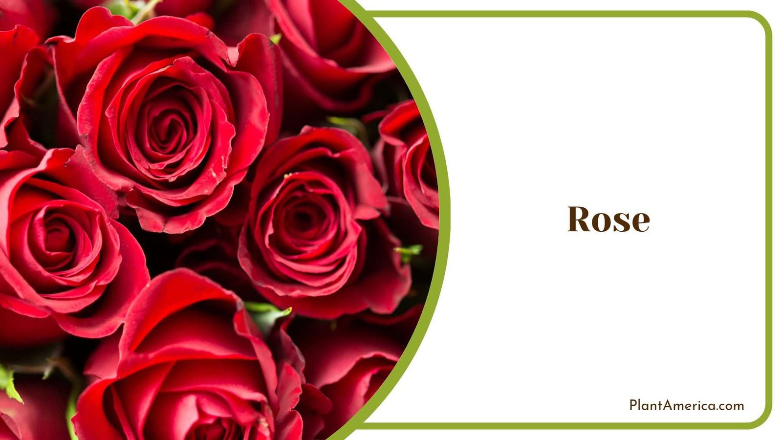 Close Up Of Rose Plant America