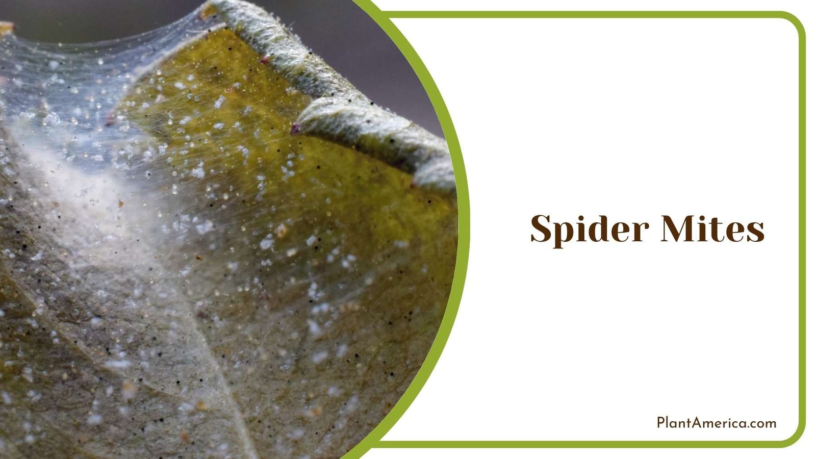 Close Up Of Spider Mites Plant America Close Up Of Spider Mites Plant America