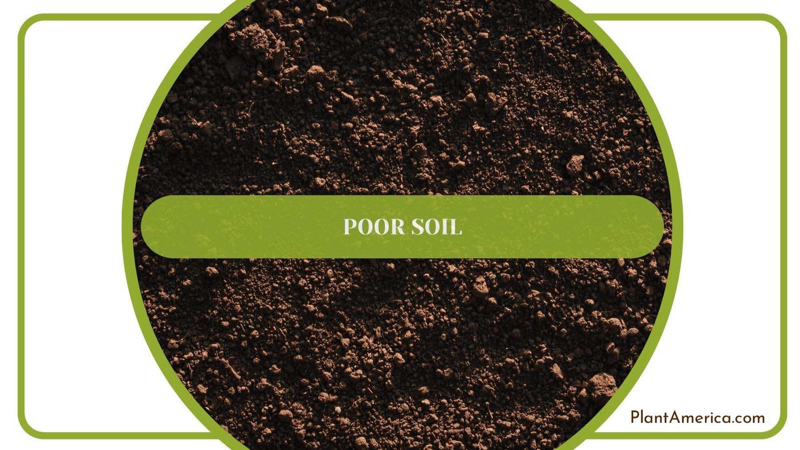 Close Up Of The Soil On The Ground Plant America