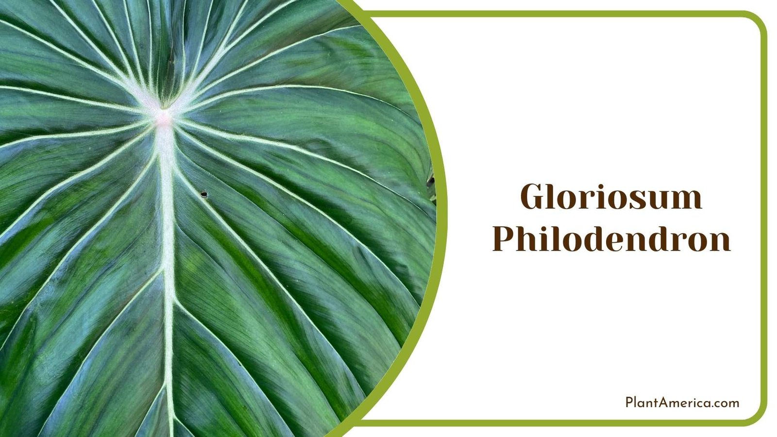 Close Up On Gloriosum Philodendron Leaf Plant America