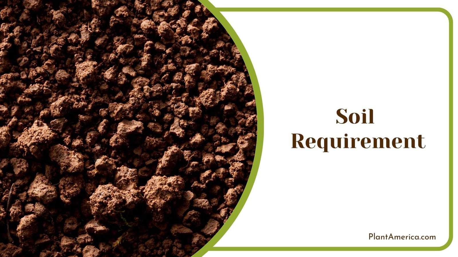 Close Up On a Soil Plant America Close Up On a Soil Plant America