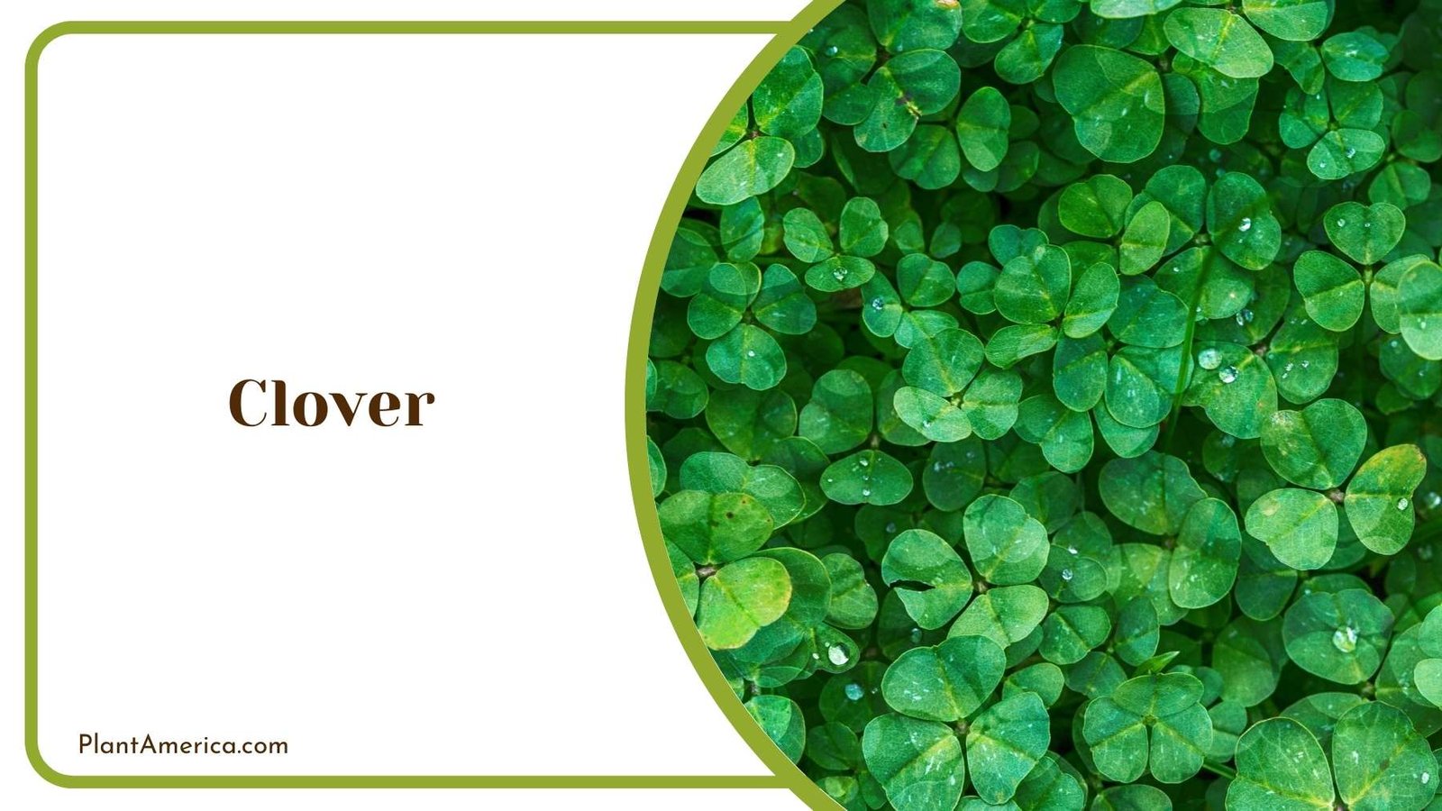 Clover Leaves Plant America