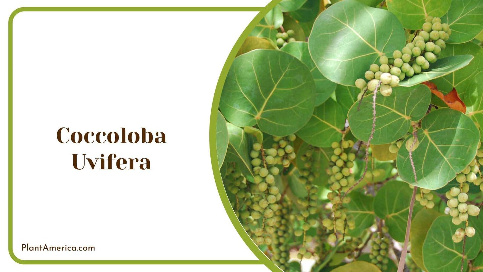 Coccoloba Uvifera Shore Grape Plant America