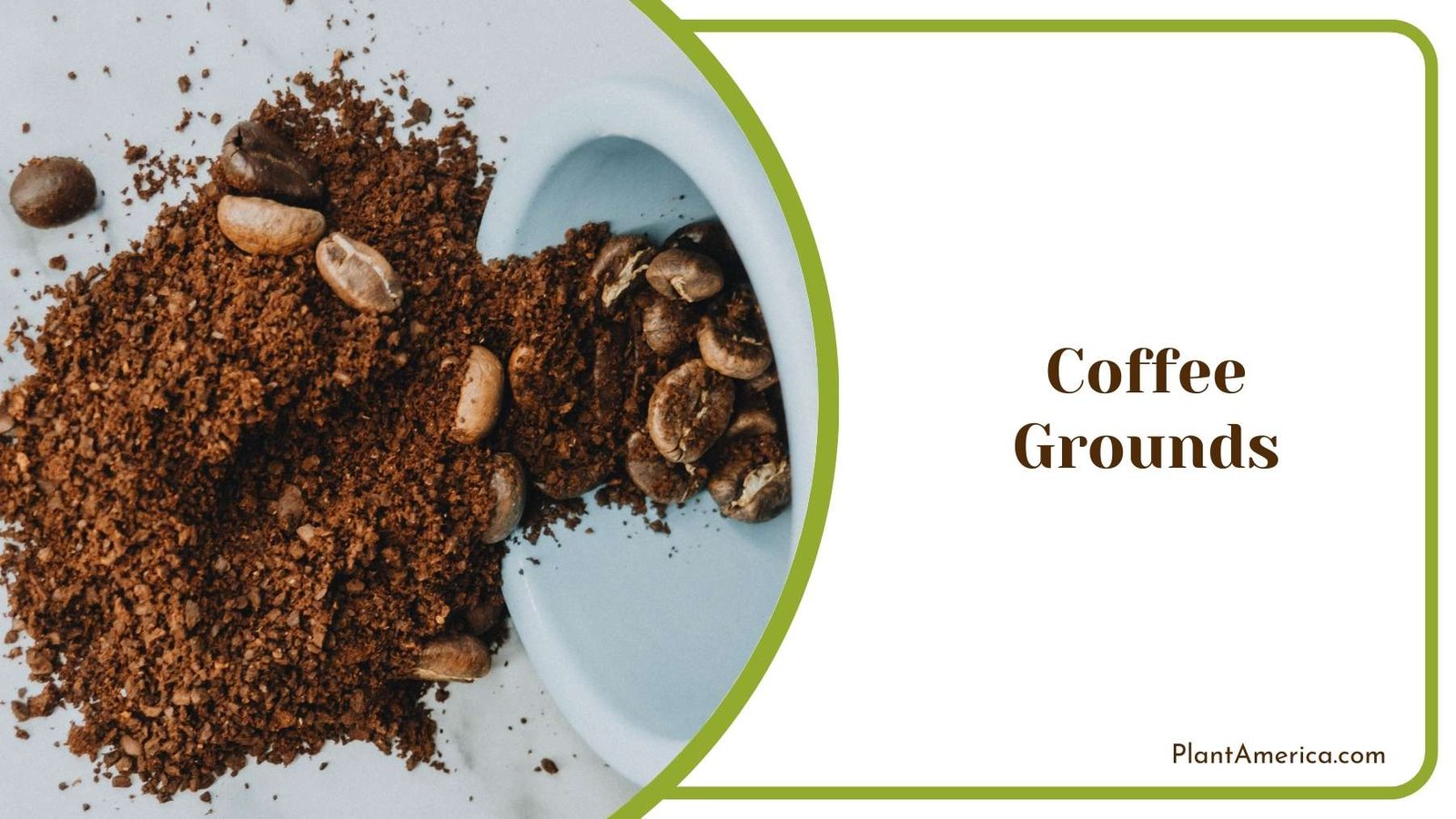 Coffee Grounds Out Of a Cup Plant America