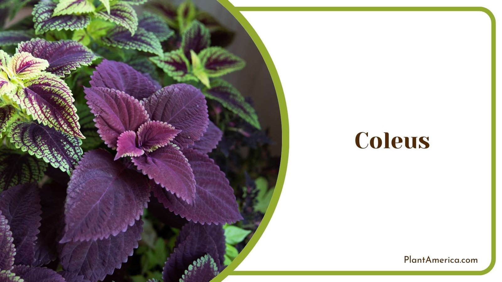 Coleus Close Shot Plant America Coleus Close Shot Plant America