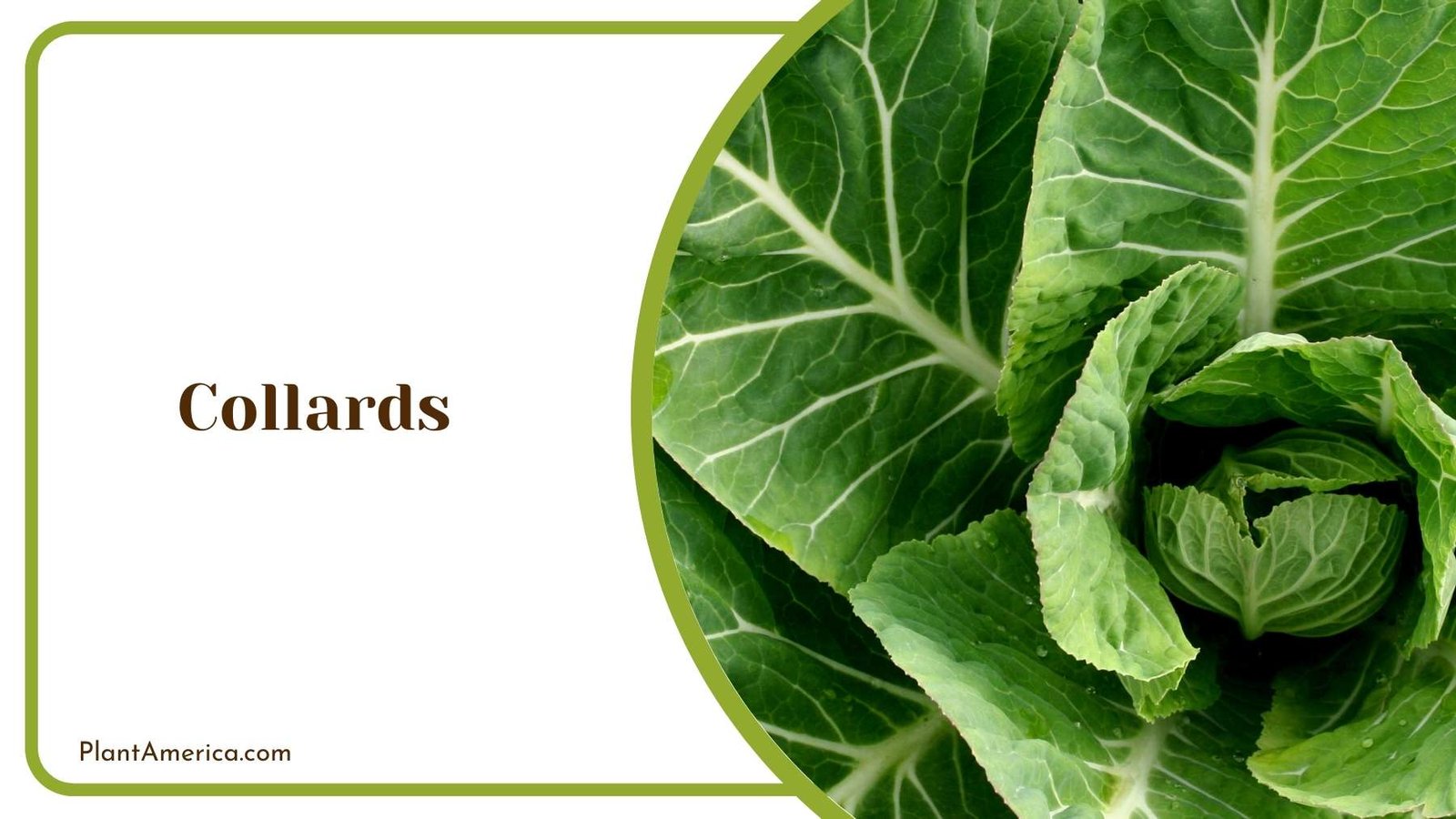 Collards Plant America