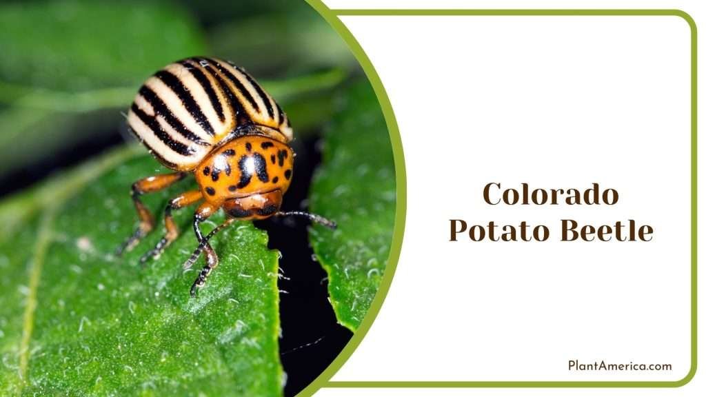 19 Garden Pests You Must Know How to Identify and Control - Plant America