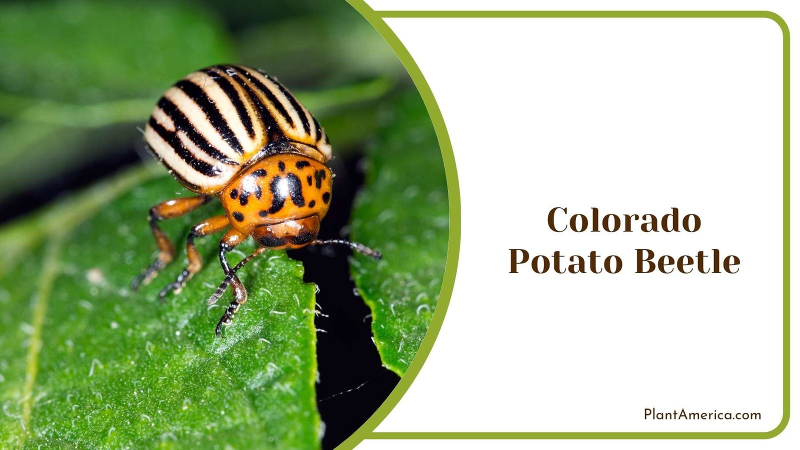 Colorado Potato Beetle Plant America Colorado Potato Beetle Plant America
