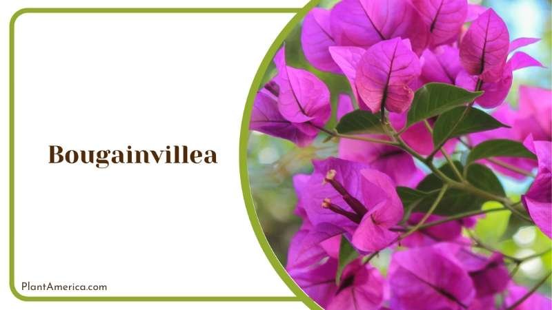 Colorful Bougainvillea Blooms Plant America