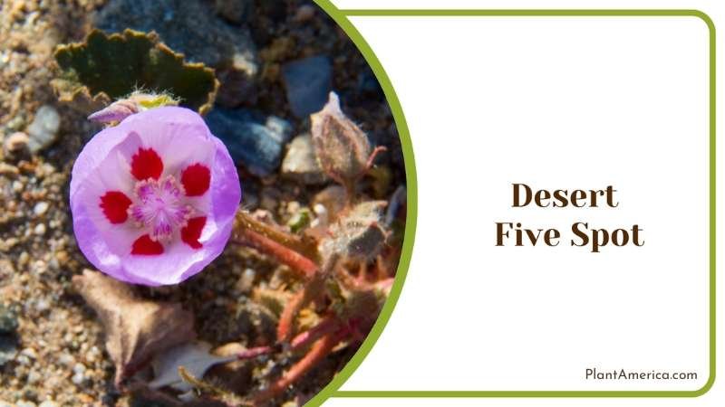 Colorful Desert Five Spot Plant America