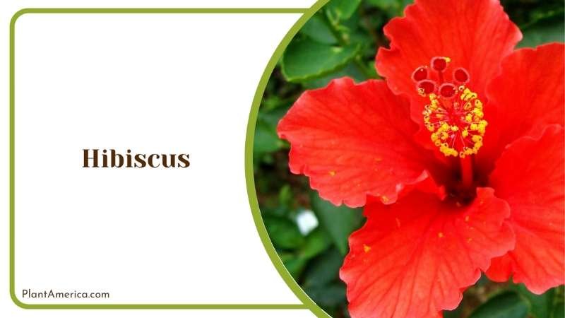 Colorful Hibiscus Flowers Plant America