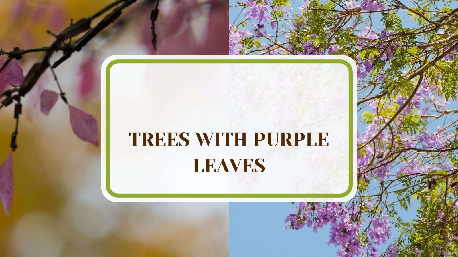 Colorful Nature Trees Plant America 11 Trees With Purple Leaves To Transform Your Landscape
