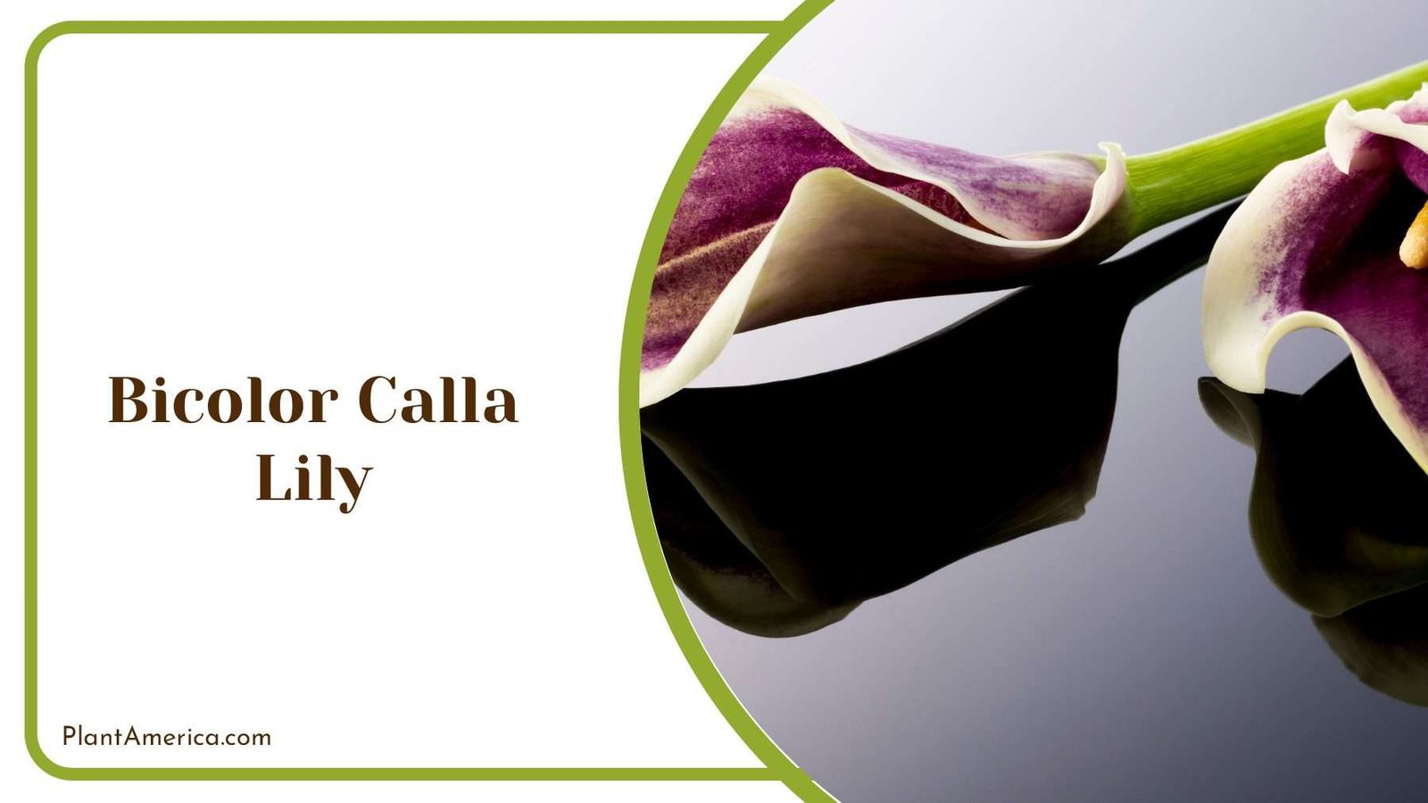 Colourful Bicolor Calla Lily Plant America