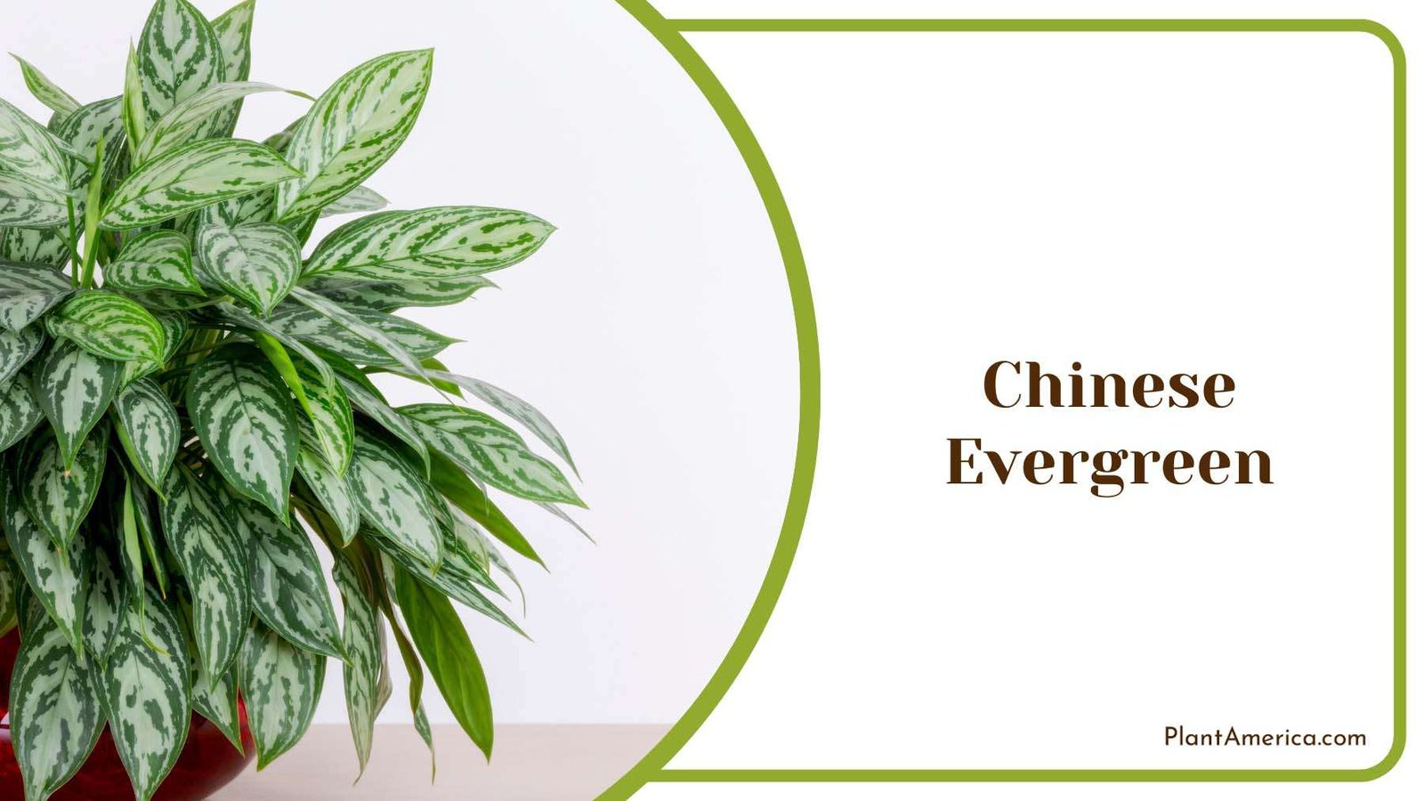 Colourful Chinese Evergreen Plant America