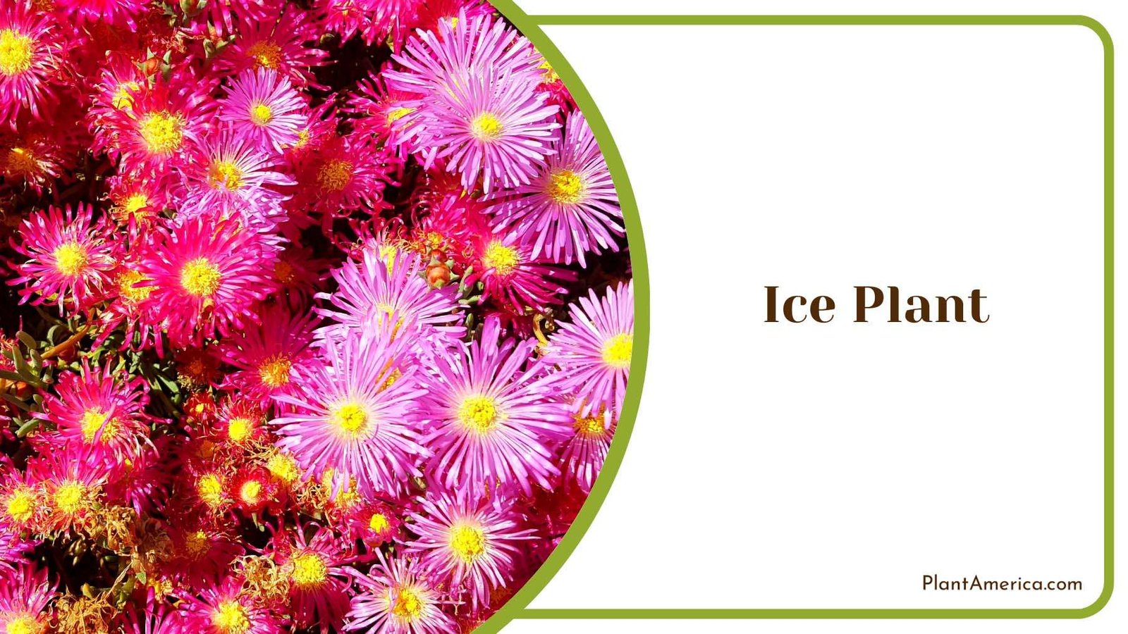 Colourful Ice Plant Plant America