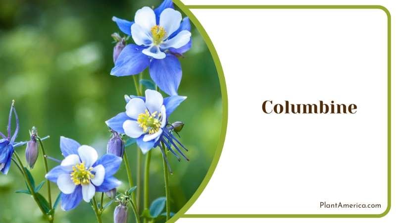 Columbine Fragrant Flower Plant America Columbine Fragrant Flower Plant America