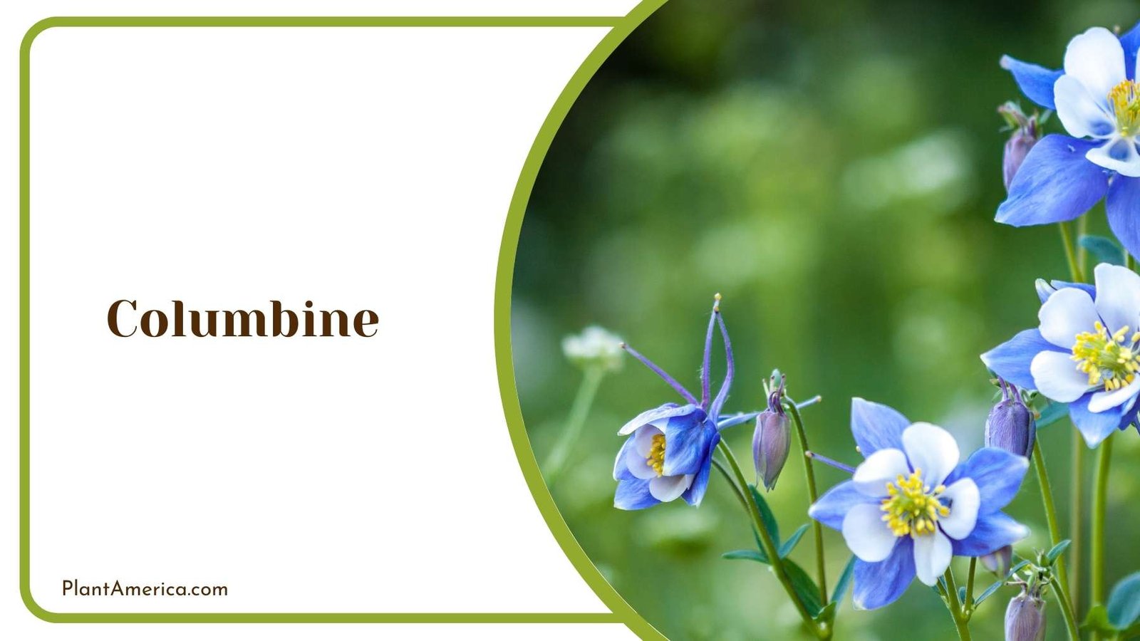 Columbine Plant With Blue Blooms Plant America Columbine Plant With Blue Blooms Plant America