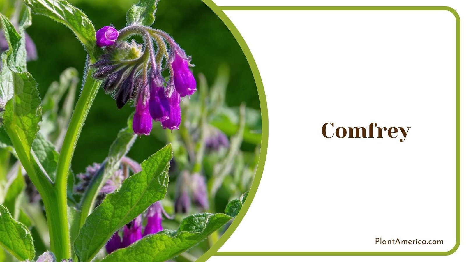 Comfrey Plant On a Focus Shot Plant America