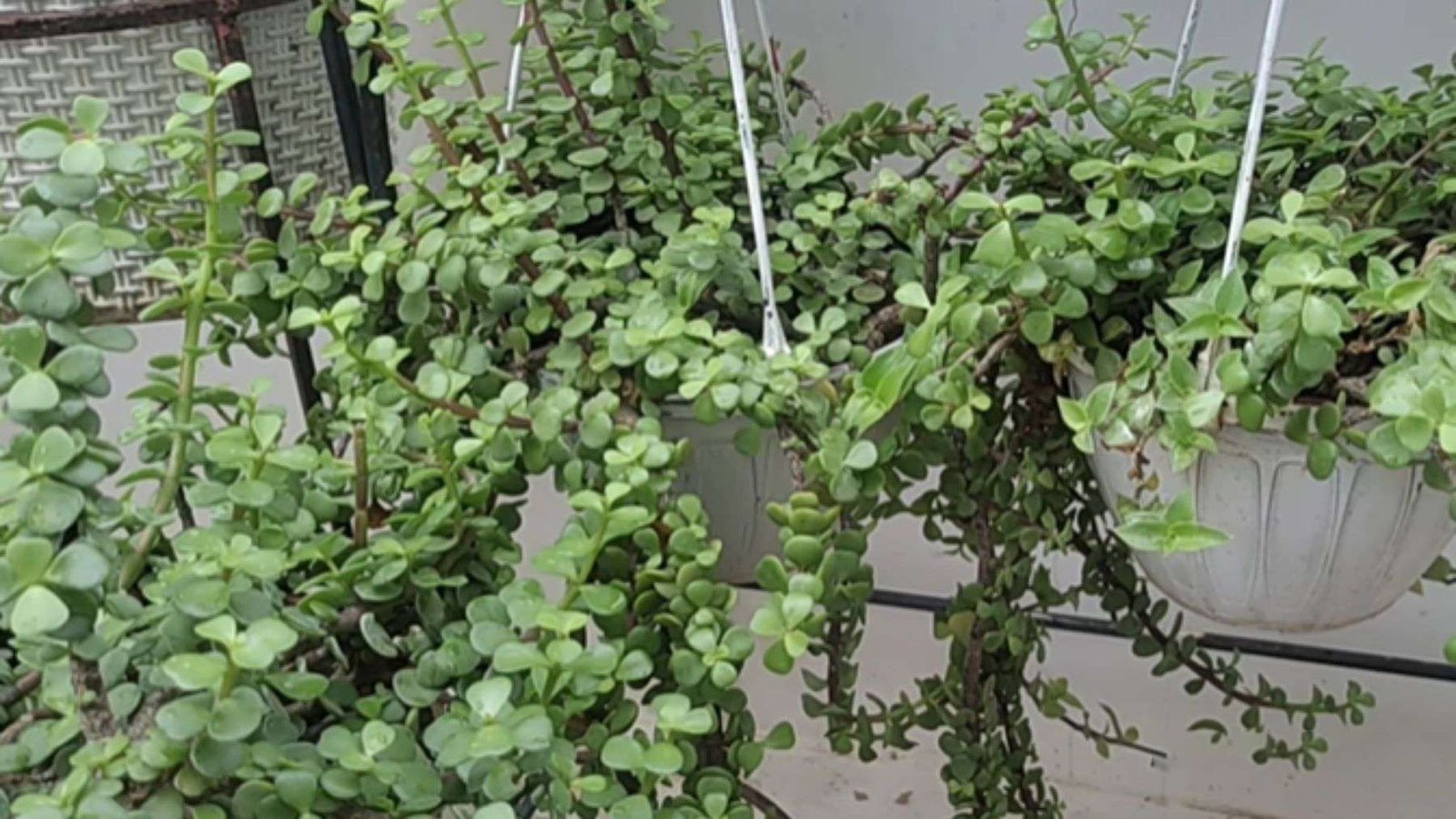 Common Jade Increases Indoor Humidity Plant America