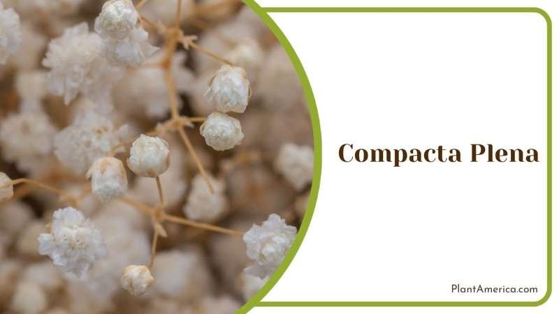 Compacta Plena From Closer Shot Plant America