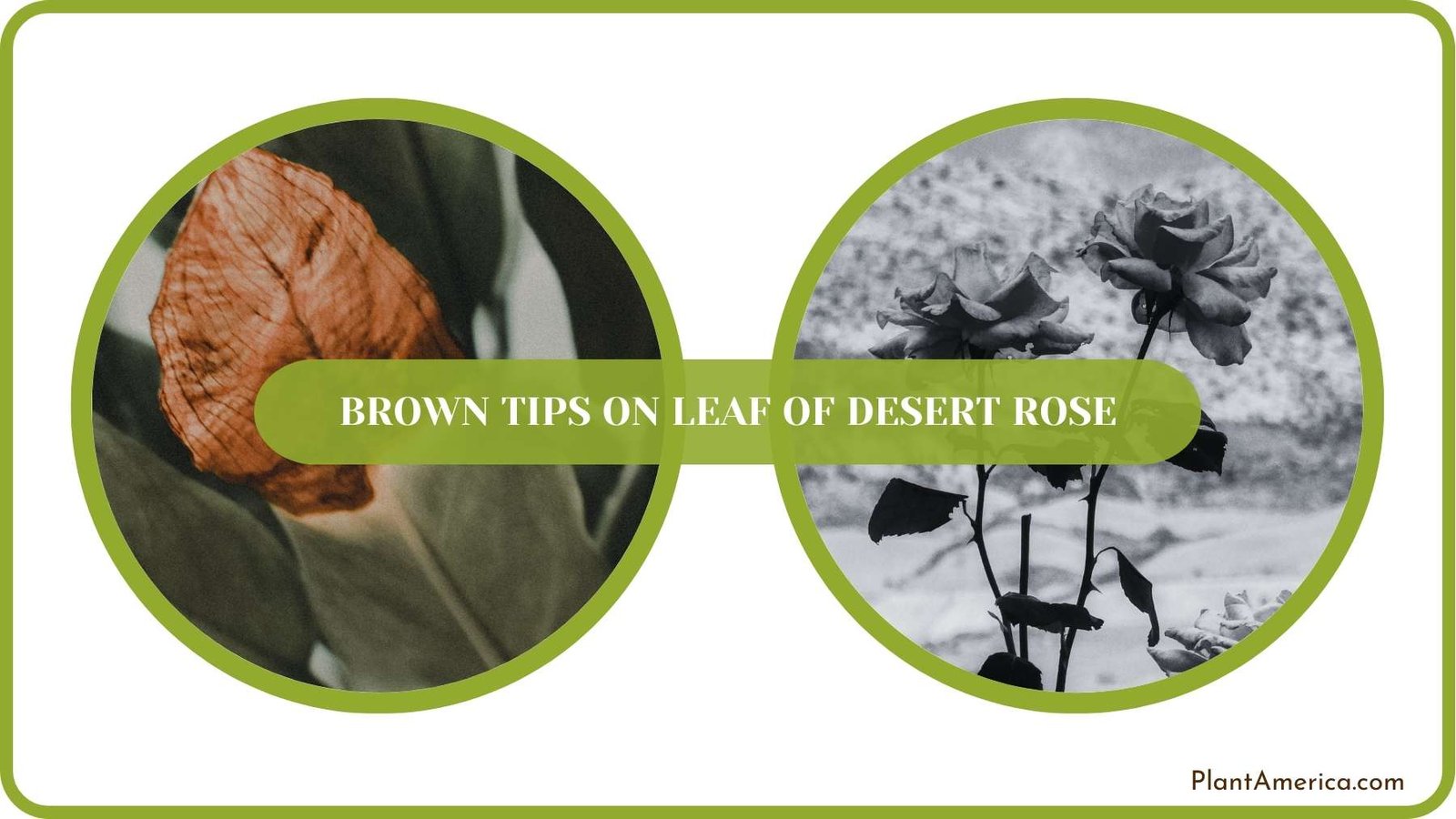 Conclusion of Brown Tips On Leaf Of Desert Rose Plant America