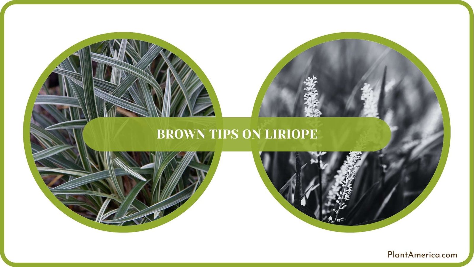 Conclusion of Brown Tips On Liriope Plant America