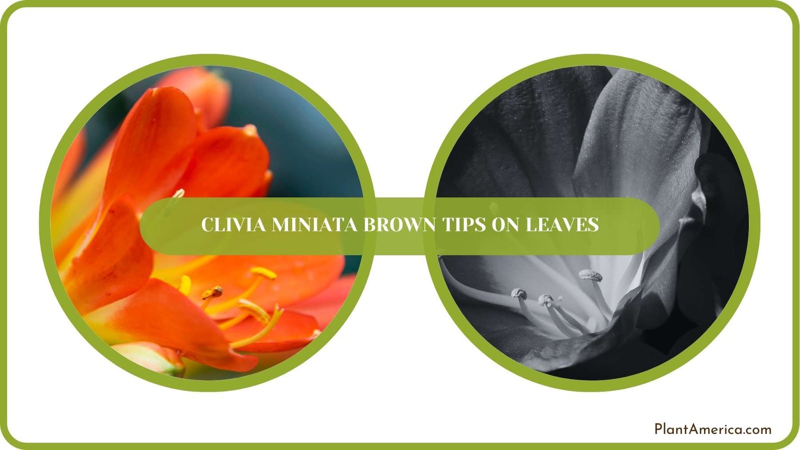 Conclusion of Clivia Miniata Brown Tips on Leaves Plant America