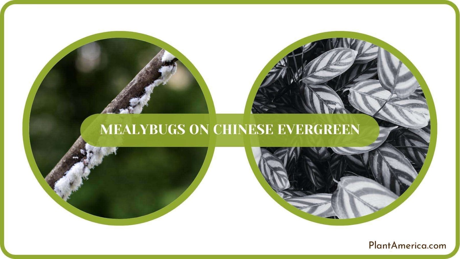 Conclusion of Mealybugs on Chinese Evergreen Plant America Conclusion of Mealybugs on Chinese Evergreen Plant America