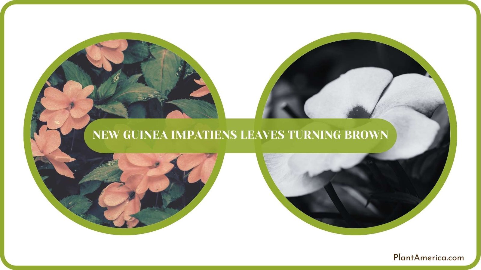 Conclusion of New Guinea Impatiens Leaves Turning Brown Plant America