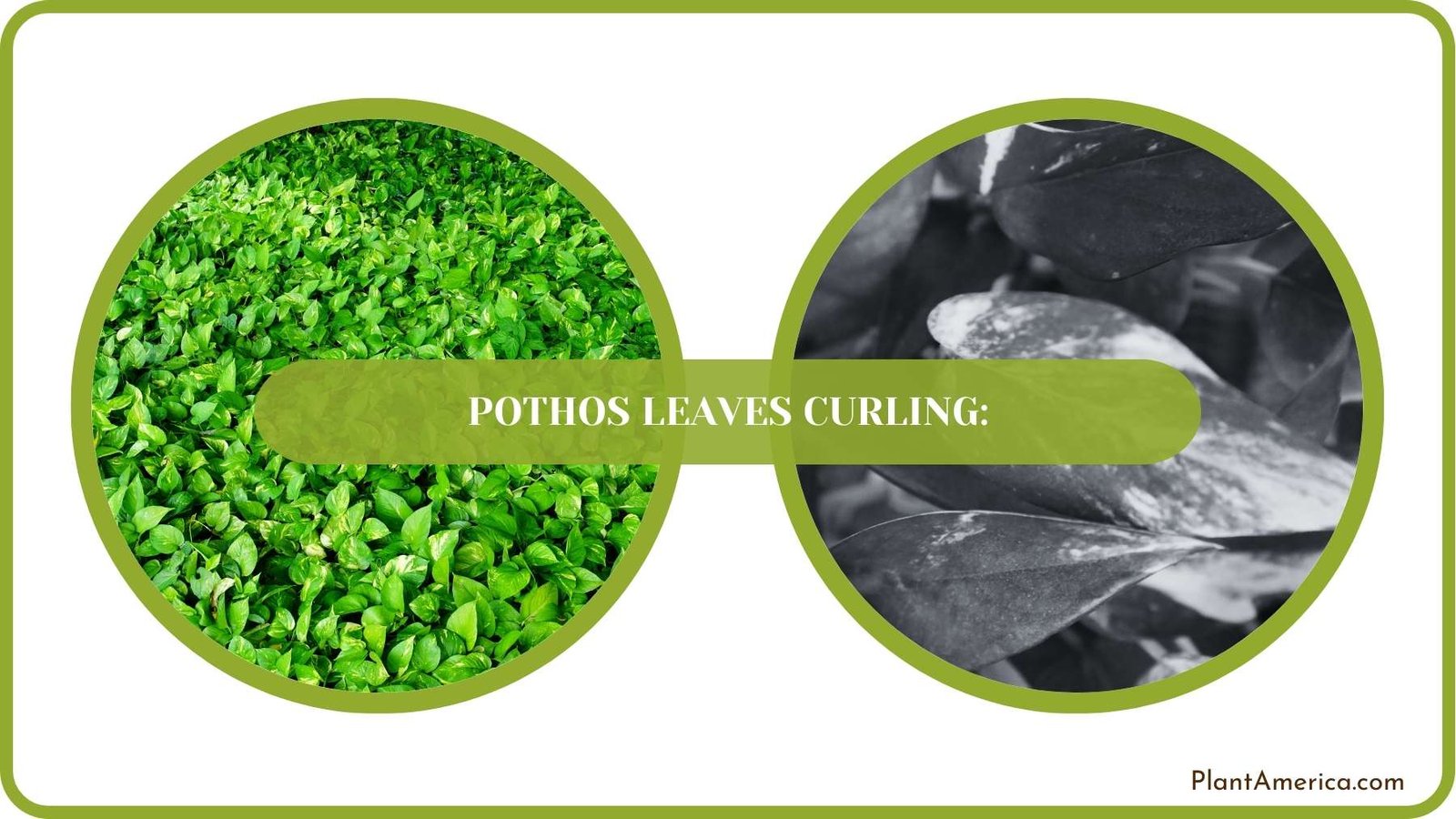 Conclusion of Pothos Leaves Curling Plant America
